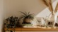 bureau top decorated with potted plants, books and framed pictures